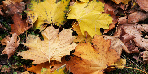 Yellow maple leaf on the ground in autumn sunlight