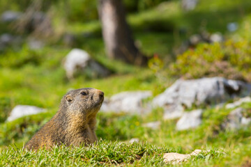 Murmeltier sitzt zwischen Felsbrocken im Gras
