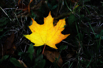 Yellow maple leaf on the ground in autumn sunlight
