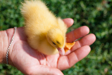hands of afarmer holding a duckling in the garden