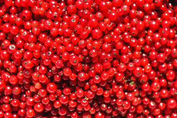 Fresh red currant berries, closeup