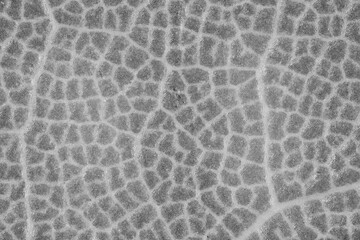 Laurel Bay Leaf Aromatic Cooking Food Black / White Monochrome Texture Close-Up Macro Background Structure - Wallpaper