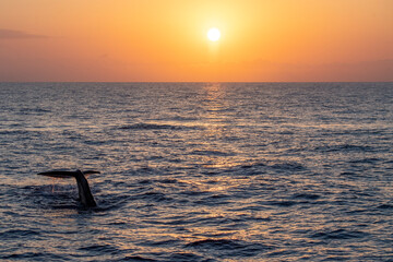 Sperm Whale tail going down at sunset