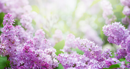 Blossom lilac flowers in spring.