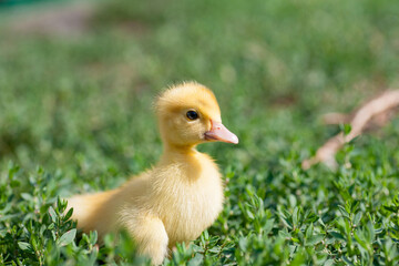 small duck who discovers life