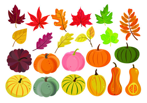 Autumn vector set of colorful pumpkins and leaves in a flat style. Pumpkins and foliage are red, yellow, green and orange isolated on a white background. Perfect for autumn cards, Halloween