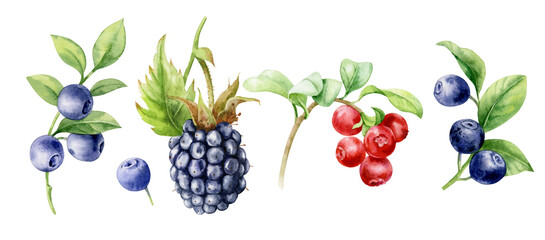 Watercolor illustration. Set of berries. Blueberries, blackberries and cranberries on a white background.