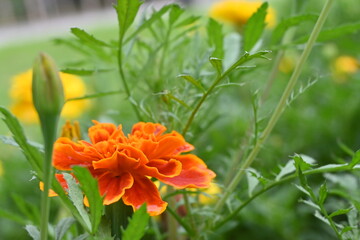 マリーゴールド畑