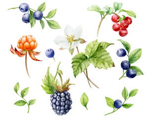 Watercolor illustration. Set of berries. Blueberries, blackberries, cloudberries with leaves and flowers, cranberries on a white background.
