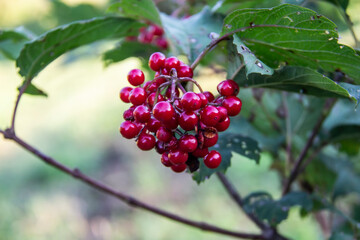 Viburnum opulus berries and leaves outdoor in summer. Bunch of red viburnum berries on a branch with leaves. Red viburnum branch in the garden.