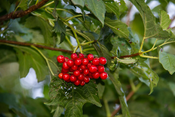 Viburnum opulus berries and leaves outdoor in summer. Bunch of red viburnum berries on a branch with leaves. Red viburnum branch in the garden.