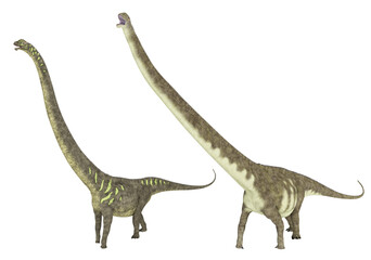 Obraz na płótnie Canvas Dinosaurier Mamenchisaurus, Freisteller