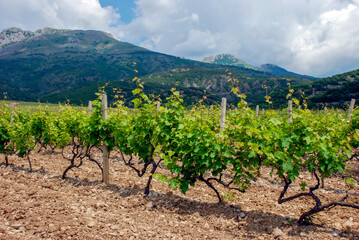 Vine bushes in a sunlit mountain valley