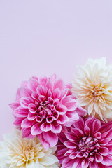 Amazing Dahlia flowers in pink and cream colors on a pink pastel background. Floral background or pattern.