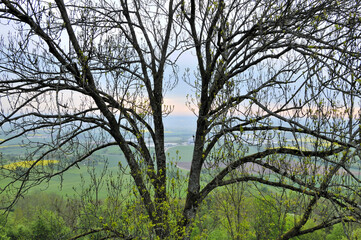 tree over valley and sunrise at Southern Germany