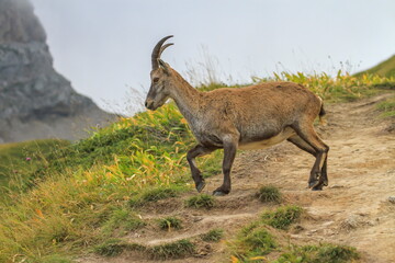 Female wild alpine ibex, capra ibex, or steinbock walking in Alps mountain, France