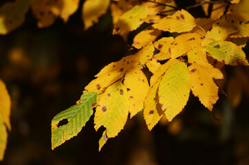 autumn leaves