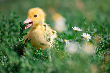 small duck who discovers life