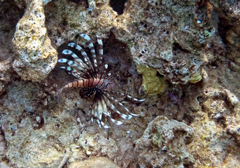 Naklejka na ściany i meble Lion fish or Turkey fish , its scientific name is Pterois miles, belongs to the family Scorpaenidae. The fish has fins as spines which are extremely venomous.