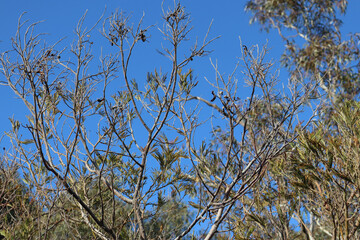 tree branches against blue sky