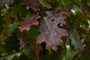 Green and red maple leaves on a tree