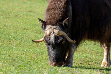 Bison