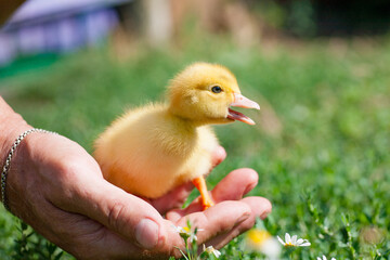 hands of afarmer holding a duckling in the garden