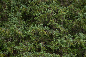 Coniferous tree branches background