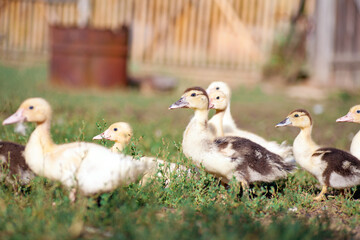 Obraz premium Cute little newborn duckling