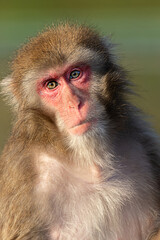 Fototapeta premium 日本猿 