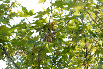 sycamore leaves, leaf, plane tree, autmn, 