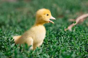 small duck who discovers life