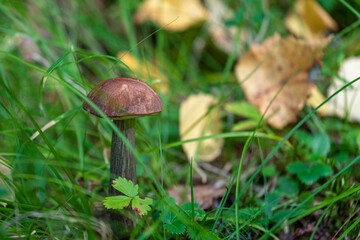 Mushroom orange-cap boletus close up in their natural environment.