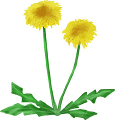 リアルでシンプルな可愛いたんぽぽのイラスト