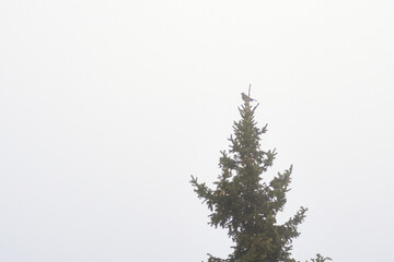 Early foggy morning on the top of a spruce tree sits a forest bird