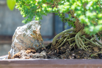 Beautiful bonsai tree.