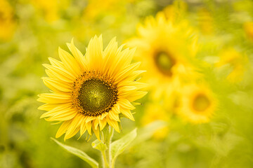 sunflower field in summer