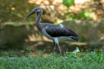 Schmalschnabelsichler