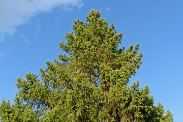 View from below of an old fir tree against a blue sky with white clouds