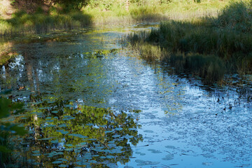 Fototapeta na wymiar Summer forest river reflection landscape. Forest river reflection view. Forest river landscape. Green forest river view