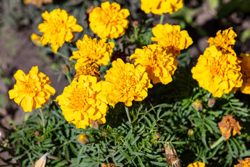 Close up shot of yellow carnation flowers in the meadow on a sunny day.