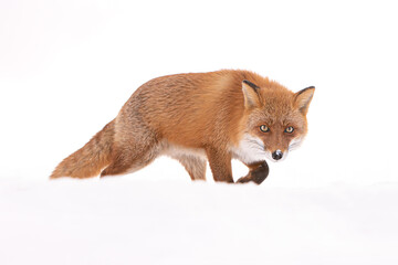 キタキツネ　日本　北海道
