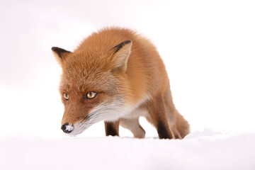 キタキツネ　日本　北海道
