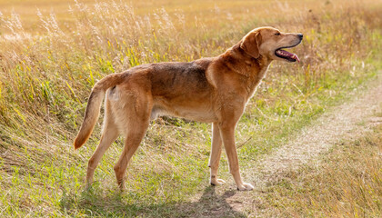 Fototapeta na wymiar A shot of a brown hound dog posing on a road in the country. Countryside field as a background.