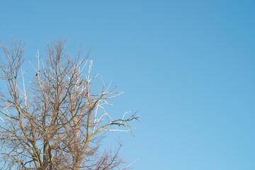 branches of a dried tree against the blue sky