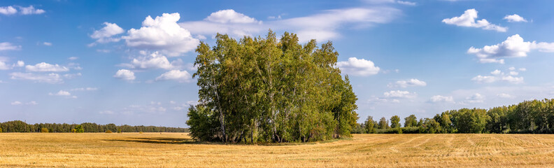 Fototapeta na wymiar Scenic panoramic shot of a countryside wheat field in Altai Krai, Siberia, Russia. Bunch of berch trees grouped up together in the middle. Amazing blue sky with clouds in the background.