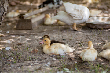 Domestic duck Duck on green grass