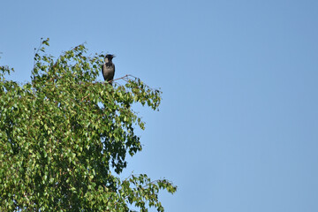 A crow sits on the top of a birch tree in the early summer morning against the blue sky