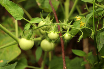 Unripe green tomatoes growing on the garden bed. Tomatoes in the greenhouse with the green fruits. The green tomatoes on a branch