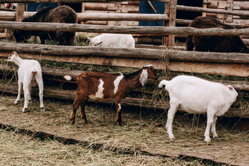 Obraz premium Goats on the farm eat hay. Farming.